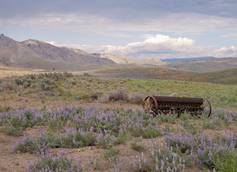 Wildflowers & old farm equipment.