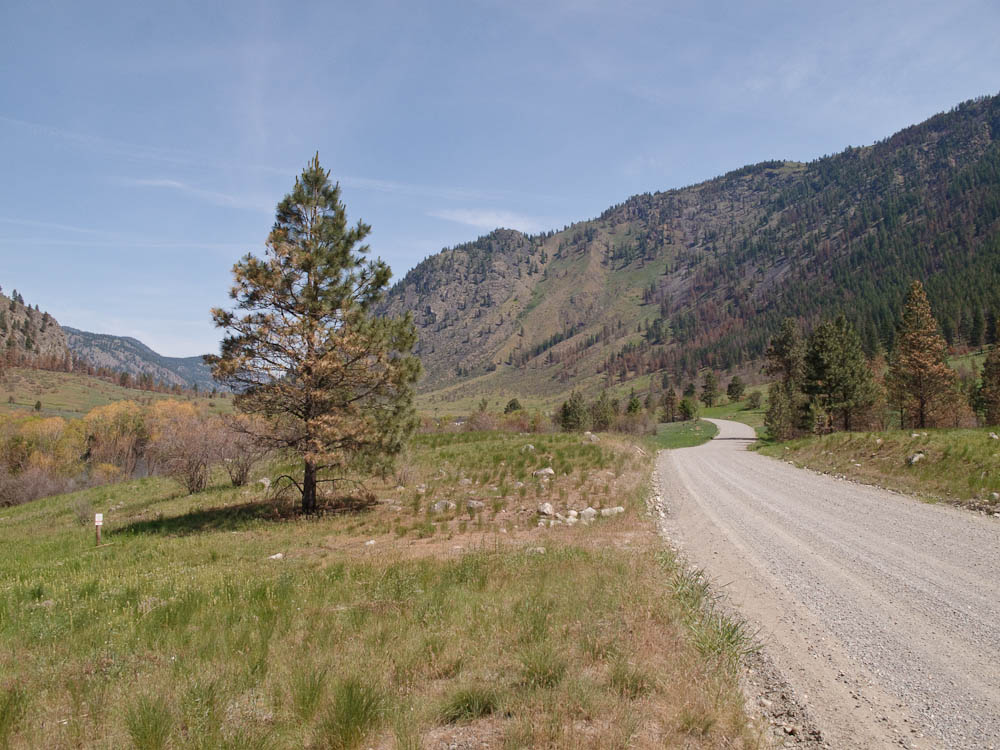 Tree and road. 