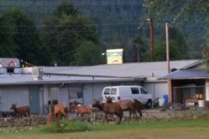 Several moose in front of the Packwood motel